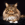 Maine Coon